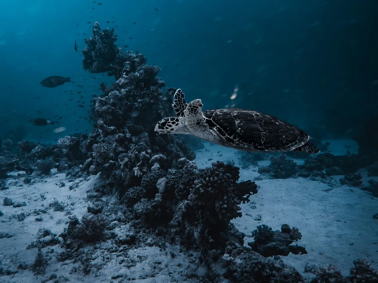Sea turtle swimming